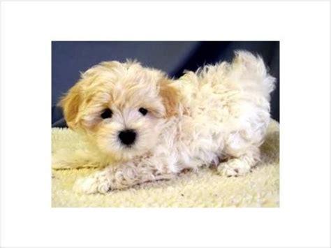 Maltipoo puppies craigslist. Craigslist is one of the best known classified ad spots online, with everything from job offers to apartments for rent. Millions of people use Craigslist every month and many of them require a personal meeting to complete their deals. Like ... 