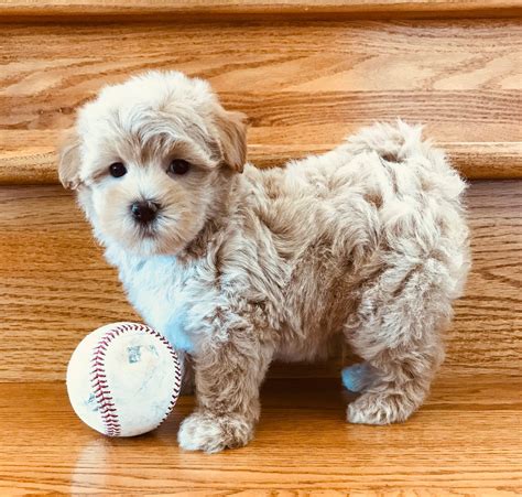 Puppies.com will help you find your perfect Maltipoo puppy for sale in Surprise, ... 20 Maltipoo Puppies For Sale Near Surprise, AZ. Featured Listings. Default Sorting. Maltipoo male. ... $600. Cinnamon. Maltipoo. Coolidge, AZ. Female, Born on 07/27/2023 - 10 weeks old. $1,500. Cali. Maltipoo.. 