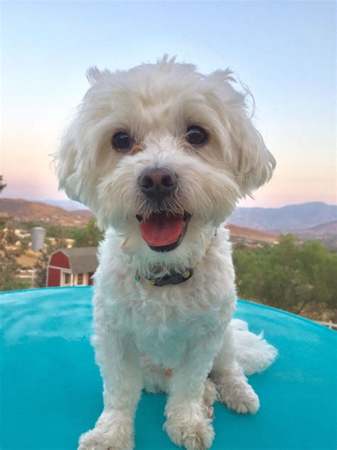 Maltipoo rescue. Things To Know About Maltipoo rescue. 