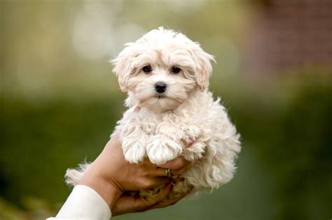Maltipoo rescues. Things To Know About Maltipoo rescues. 