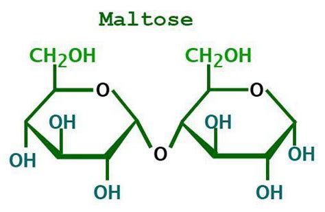 Maltose Onlyfans Leak