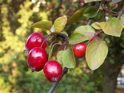 Malus — The Plant List