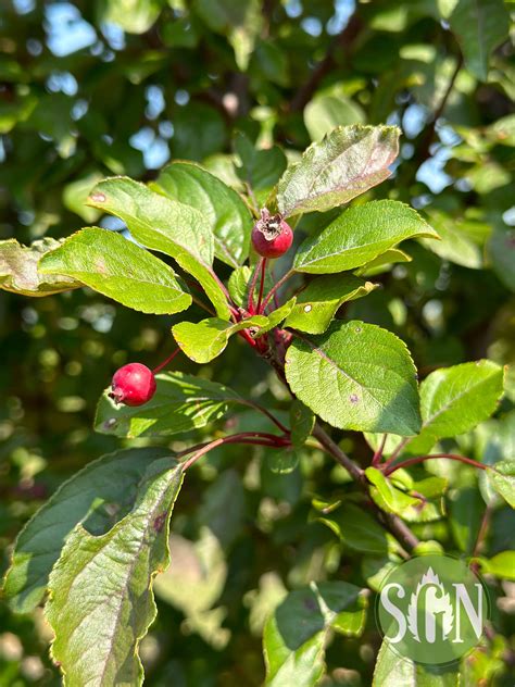 Malus ‘JFS KW139MX’ - Spring Grove Nursery