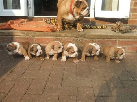 Mama Bulldog And Puppies