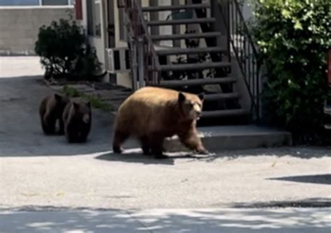 Mama bear, cubs surprise diners on busy California street