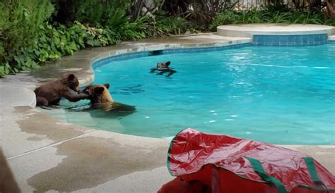 Mama bear and cubs enjoy quick swim in California backyard