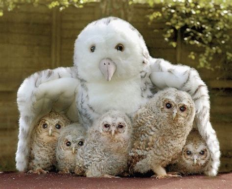 Mama owl. Home. SkyAboveUs News. Video of Mama Owl Caring for Her Babies Is Cuteness Overload. She's a wonderful mother! Nicole Pomarico. Aug 29, 2023 11:31 AM … 