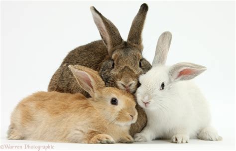 A rabbit can also make a noise by stamping its big 