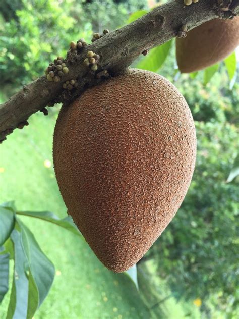 Mamey fruit. Things To Know About Mamey fruit. 