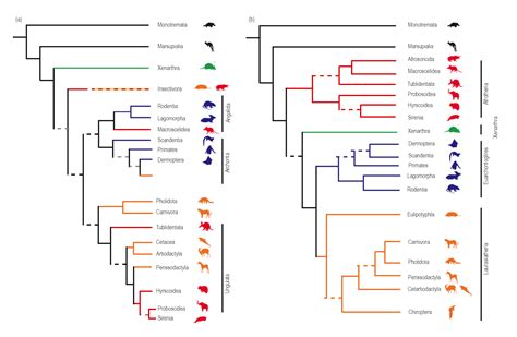 Mammalian Phylogenetic Tree Template Phylogenetic Tree Tree Templates Two Trees Similarities