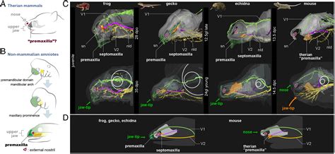 Mammalian face as an evolutionary novelty PNAS