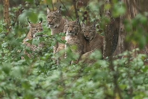 Mammals – Rochdale Field Naturalists