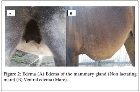 Mammary Gland Tumors in Mares – The Horse