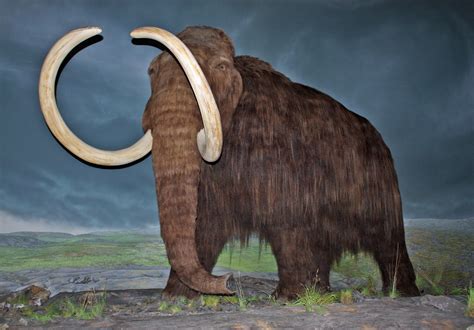 Mammot. Learn the meaning of mammoth as an adjective and a noun, with synonyms, antonyms and examples. Find out how to say mammoth in different languages, such as Chinese, … 