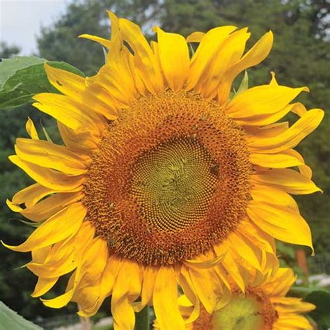 Mammoth Russian Sunflower - Seed Savers Exchange