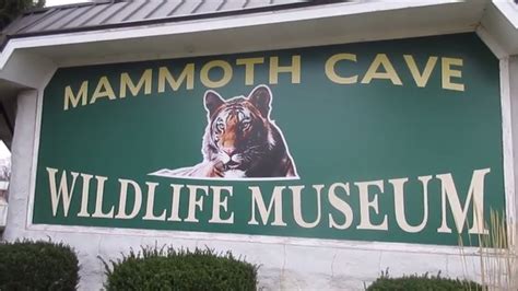 Mammoth cave wildlife museum. Things To Know About Mammoth cave wildlife museum. 