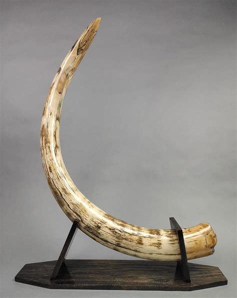 Mammoth tusks for sale. The only way to make this ingredient become available from apothecary merchants is to unlock the Merchant perk (requires level 50 Speech ), at which point it becomes considered an "uncommon" ingredient. There are also no guaranteed samples of powdered mammoth tusk in the base game, so the only remaining way to obtain them is in random loot. 