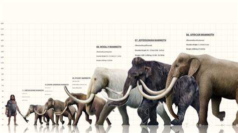Mammoth types. Elephantidae. Genus. Mammuthus. Scientific Name. Mammuthus Primigenius. Read our Complete Guide to Classification of Animals. Woolly Mammoth … 