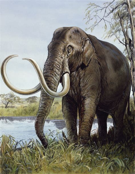 Maybe. Bones found across 19 Clovis sites suggest that while they were eating a lot of mammoth, they were also eating bison, mastodon, deer, rabbits, and caribou. They weren't just carnivores, either: occasionally, there's evidence that things like blackberries were on the menu. There are a few footnotes to this, too.. 