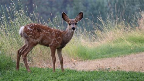 Man, 20, pleads guilty to intentionally crashing truck into herd of deer in Ely