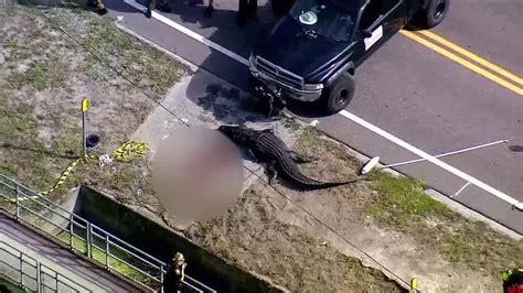 Man’s body found in gator’s mouth near Clearwater; unclear if victim was mauled