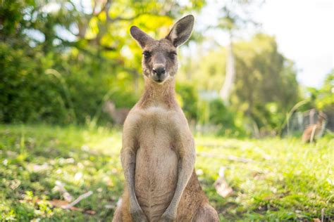 Man Fights Back After Being Attacked by Kangaroo - Newsweek