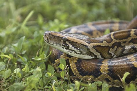 Man arrested after assault with python snake in Toronto
