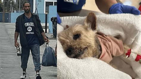Man arrested for kicking, severely injuring tiny dog in Venice