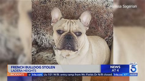 Man beaten as thieves steal French bulldog in Ladera Heights