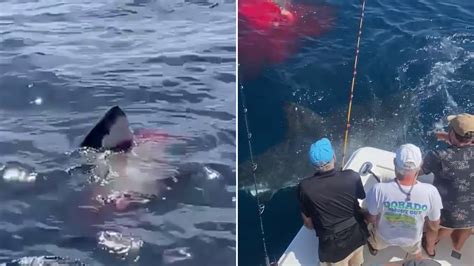 Little Bay Sydney shark attack: Diver ripped him apart relives the moment  and tells how he survived