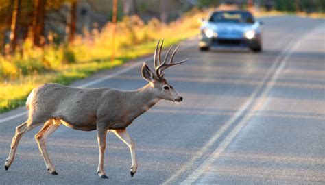 Man dead after ride-share vehicle strikes deer in Fairfax County