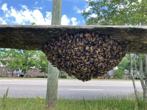 Man dies after being stung by swarm of bees in Kentucky