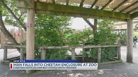 Man falls into Columbus Zoo enclosure during cheetah presentation