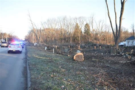 Man killed by falling tree in East County identified