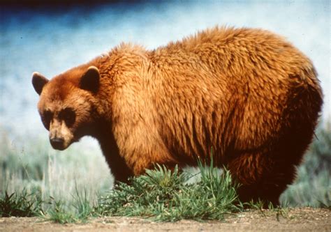 Man kills wrong bear near Yellowstone, faces a year in jail