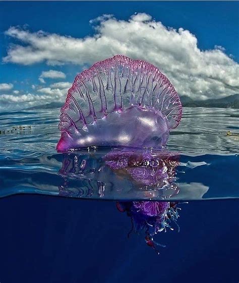 Man of War Jellyfish - Etsy