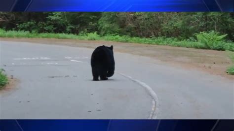 Man recalls encounter after striking bear while bicycling on Canadian trail