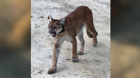 Man records extremely close encounter with cougar in California