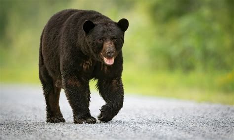 Man saves dog from bear attack - STLtoday.com