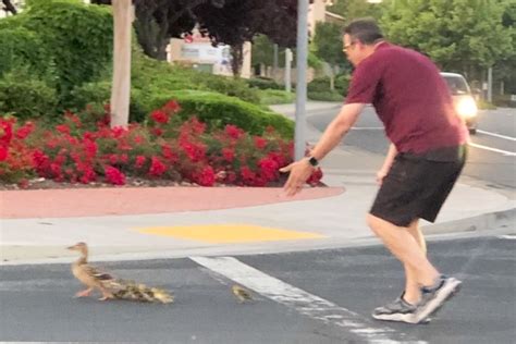 Man trying to help ducklings in Rocklin intersection hit by vehicle, dies at the scene