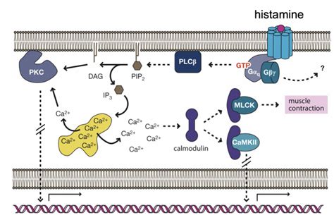 Manage Histamine Intolerance with Methylation & Nutrient …