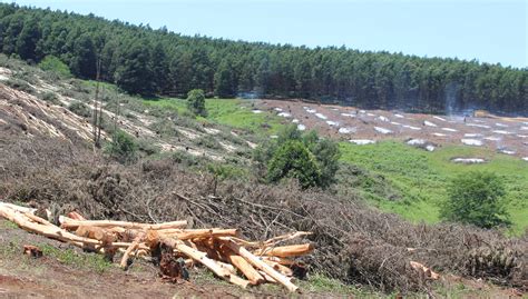 Managed tree farm forestry. , Battle &hellip; Tree Farmers share a unique commitment to protect...