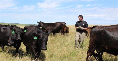 Management-Intensive Grazing Plays a Key Role in …