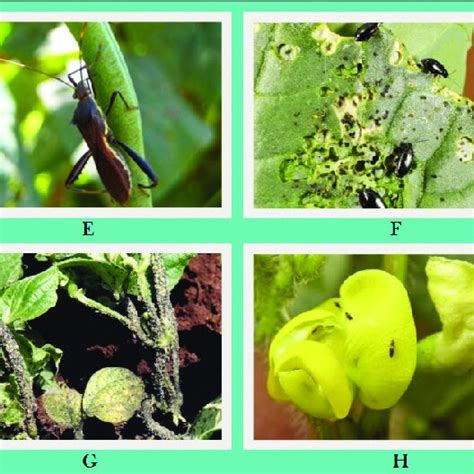 Managing insect pests in mungbean