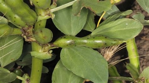 Managing lygus bug in faba beans - Alberta Pulse Growers