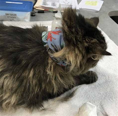 Managing the Diabetic Cat Home Monitoring and Emergencies