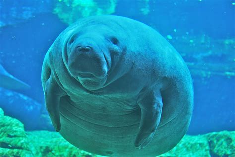 Manatee