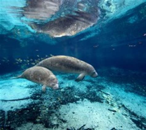 Manatee – Manatee Chapter at it’s best!