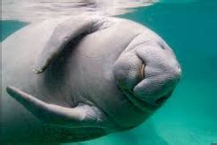 Manatee Flashcards Quizlet