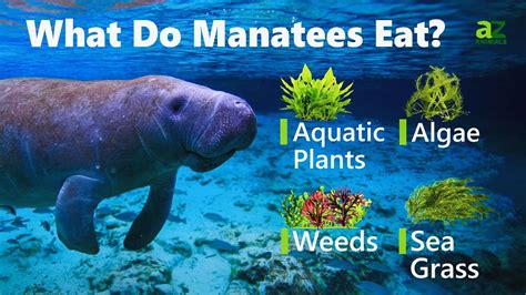 Manatee diet. The manatee’s diet may also include small amounts of meat; Indian manatees in the Caribbean have been observed feeding on fish caught in nets, while West African manatees have been observed feeding on clams. The manatee has large, prehensile upper lips which are capable of manipulating and tearing … 